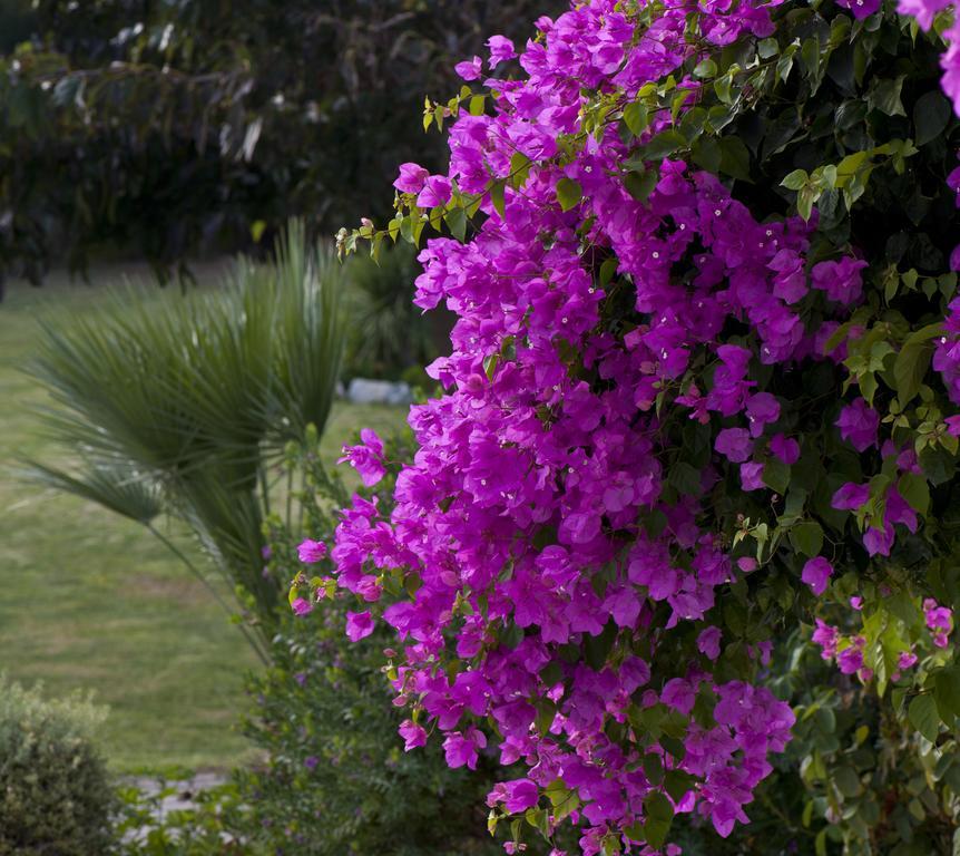 Ammos Naxos Exclusive Apartments & Studios Naxos City Exterior foto